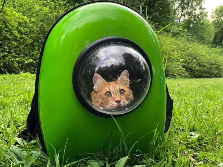 Прогулянка з котом: шлейка, вольєр чи самовигул